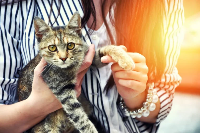 Compatibility with Other Pets: What to Look for When Adopting a New Cat