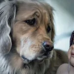 Reasons Why Dogs Make The Best Pet